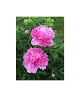 Bujor Rizom 2/3 muguri Paeonia Mix, (culori roz, crem, alb, rosu), ghiveci 12 cm, 1 Buc