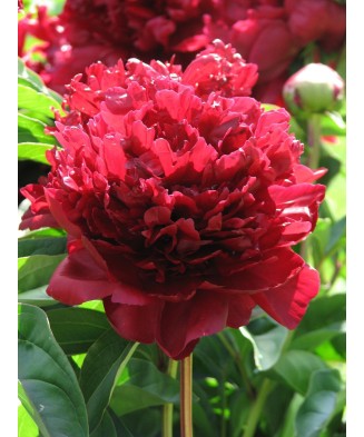 Bujor Rizom 2/3 muguri Paeonia Mix, (culori roz, crem, alb, rosu), ghiveci 12 cm, 1 Buc