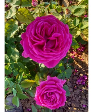 Trandafir Sachsengruss (de dulceață) – ghiveci 1l, roz, petale parfumate ideale pentru gem