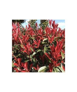 Photinia x fraseri ‘Red Robin’ – tufă decorativă perenă, la ghiveci, 130-150 cm