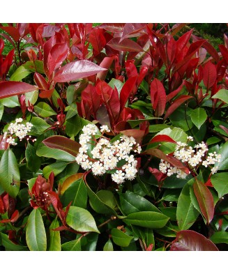 Photinia x fraseri ‘Red Robin’ – tufă decorativă perenă, la ghiveci, 130-150 cm