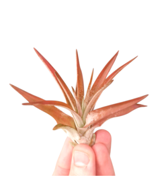 Planta aeriană Tillandsia Abdita, Rosie - Medie