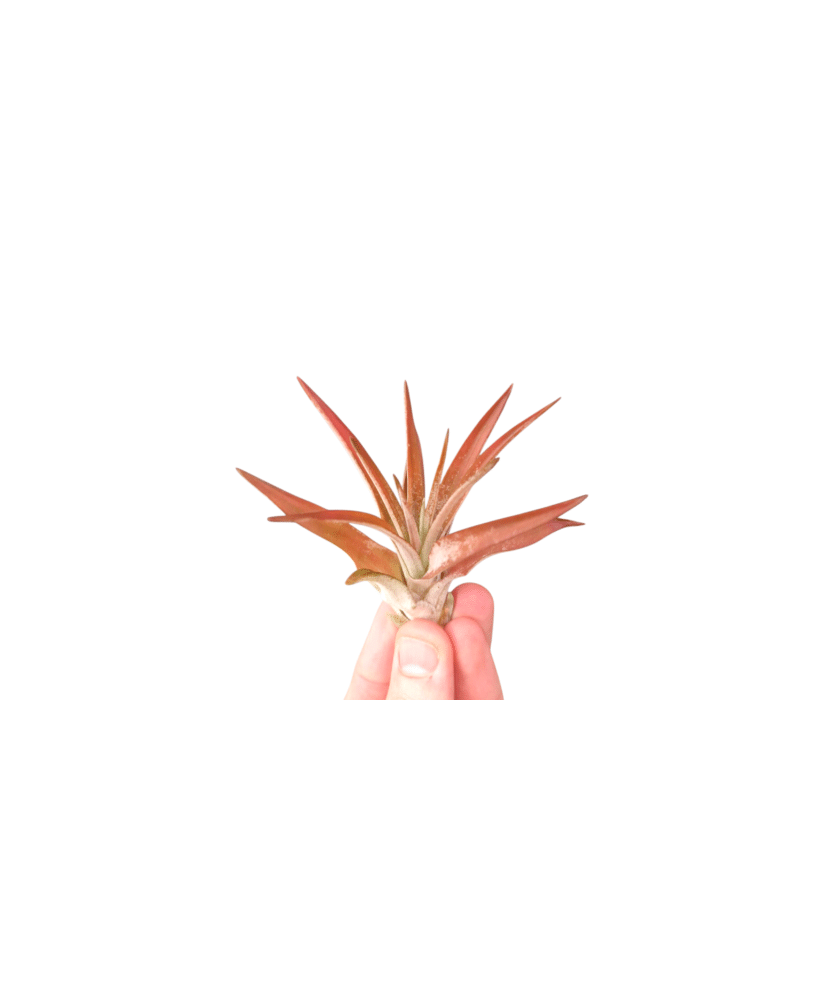 Planta aeriană Tillandsia Abdita, Rosie - Medie