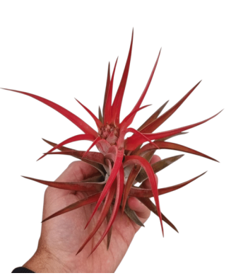 Planta aeriană Tillandsia Abdita, Rosie - Medie