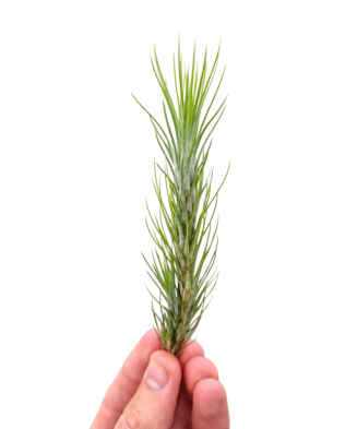 Planta aeriana, Tillandsia Funckiana, 8x3cm