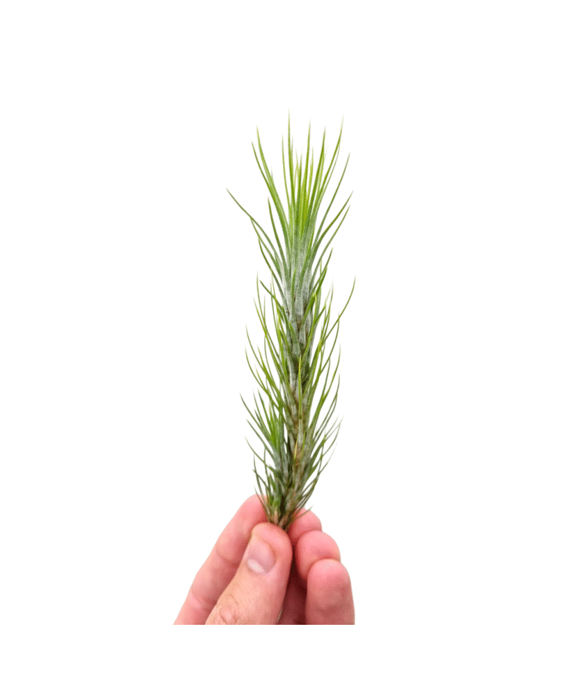 Planta aeriana, Tillandsia Funckiana, 8x3cm