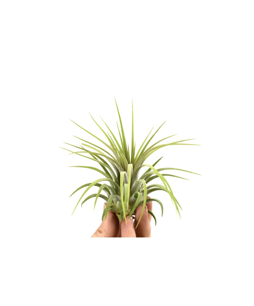 Planta aeriana, Tillandsia Ionantha Rubra - Medium