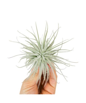 Planta aeriană Tillandsia Tectorum, XL,15 x 7 cm