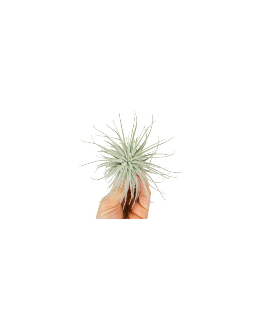 Planta aeriană Tillandsia Tectorum, XL,15 x 7 cm