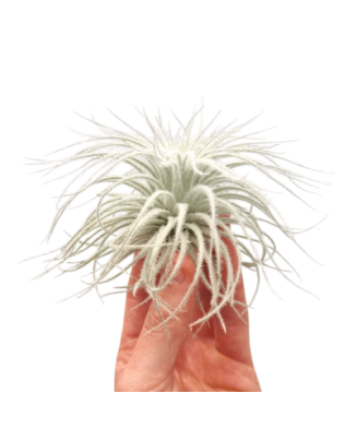 Planta aeriană Tillandsia Tectorum, XL,15 x 7 cm