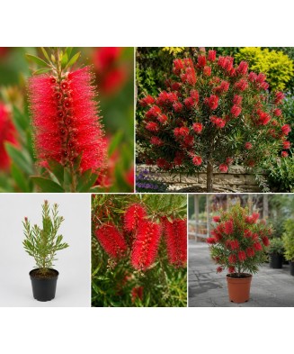 Planta Perie de sticlă – Callistemon laevis, ghiveci 10 cm