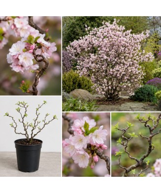 Arbust ornamental,Prunus incisa ‘Kojou-no-Mai- Cires Japonez - ghiveci P10
