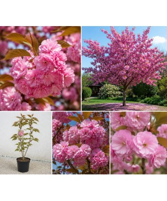 Prunus serrulata ‘Pink Perfection’ – Cireș japonez roz, ghiveci 10 cm