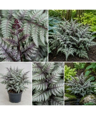Feriga decorativa, Athyrium...