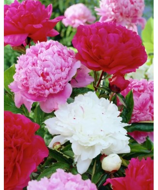 Bujor Rizom 2/3 muguri Paeonia Mix, (culori roz, crem, alb, rosu), ghiveci 12 cm, 1 Buc