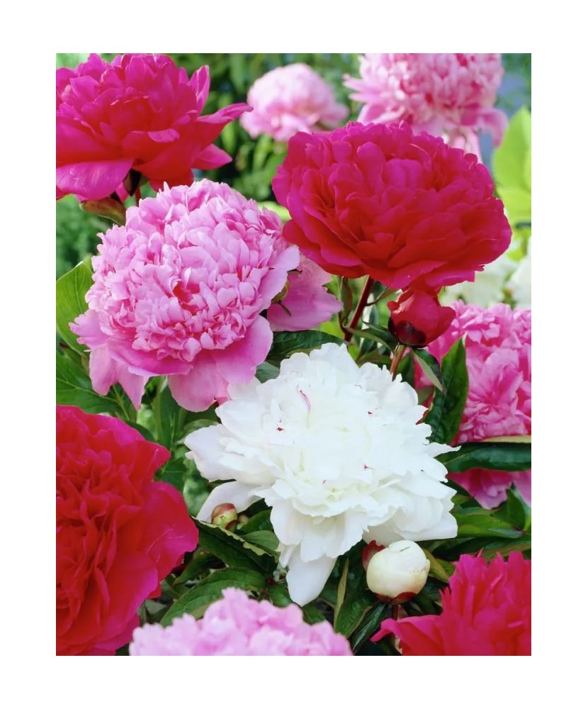 Bujor Rizom 2/3 muguri Paeonia Mix, (culori roz, crem, alb, rosu), ghiveci 12 cm, 1 Buc