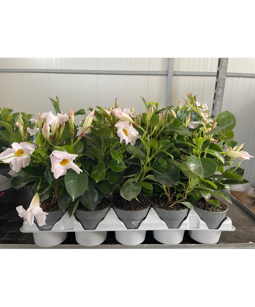 Planta la ghiveci, Iasomie braziliană albă, Dipladenia albă, Ghiveci 10.5 cm