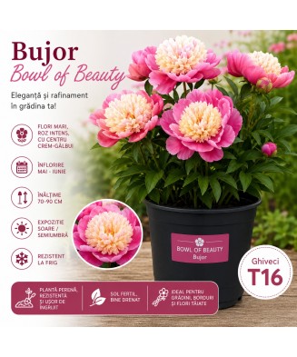 Bujor „Bowl of Beauty” la ghiveci T16
