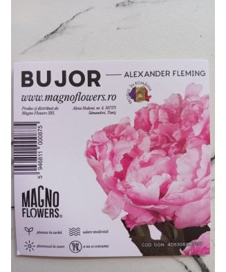 Bujor „Alexander Fleming” la ghiveci T16