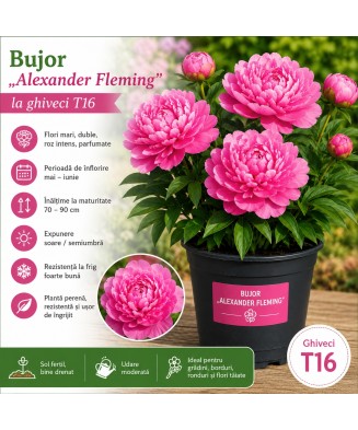 Bujor „Alexander Fleming” la ghiveci T16