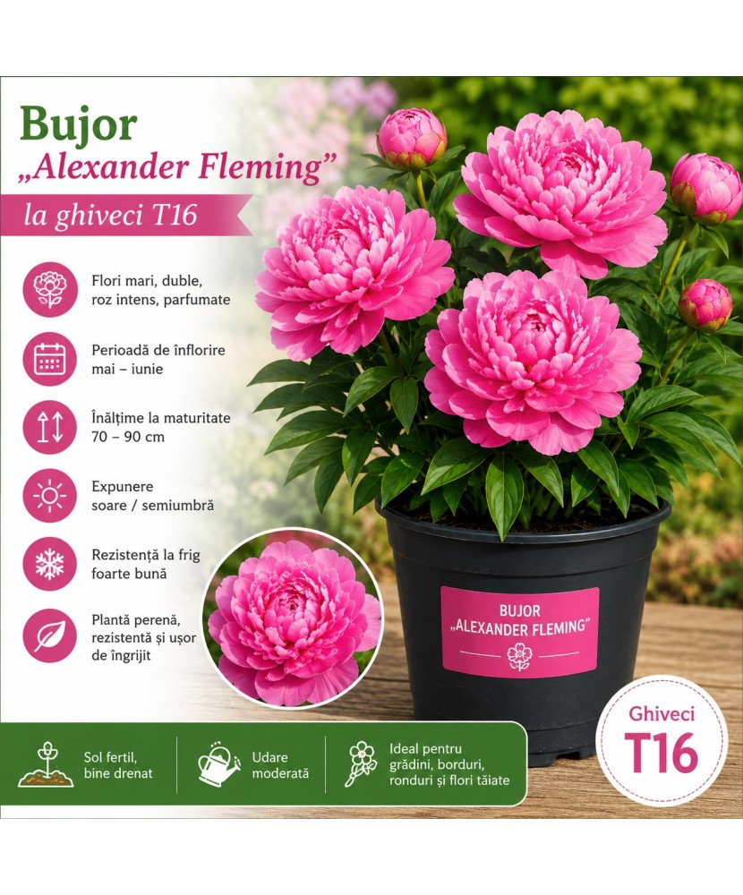 Bujor „Alexander Fleming” la ghiveci T16