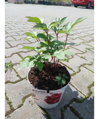 Bujor „Karl Rosenfield" la ghiveci T16