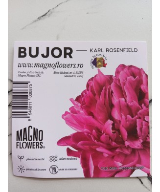Bujor „Karl Rosenfield" la ghiveci T16