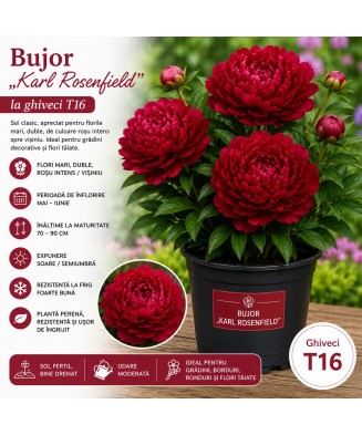 Bujor „Karl Rosenfield" la ghiveci T16