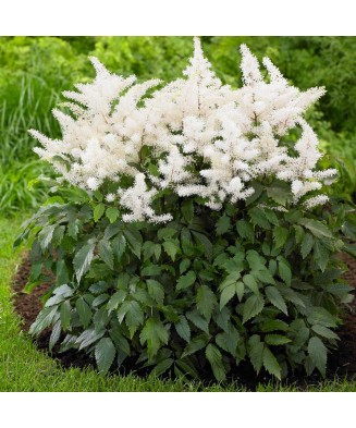 Astilbe – Steluțe de toamnă mix, plantă la ghiveci 12 cm, 1 buc
