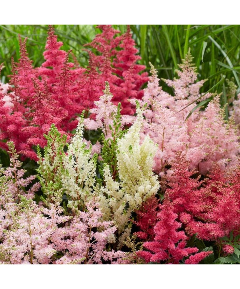 Astilbe – Steluțe de toamnă mix, plantă la ghiveci 12 cm, 1 buc