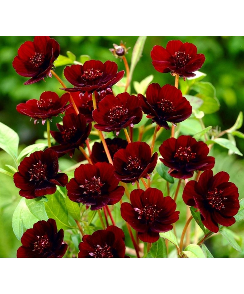 Cosmos Atrosanguineus I 1 Radacina Vrac