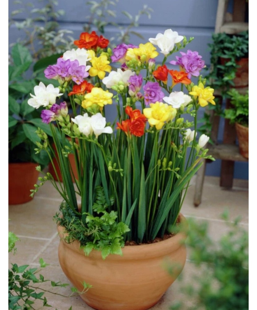 Freesia Double Mix 1 Bulb, Vrac