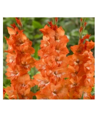 Gladiole Antica 1 Bulb, Vrac