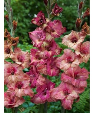 Gladiole Brunette 1 Bulb, Vrac