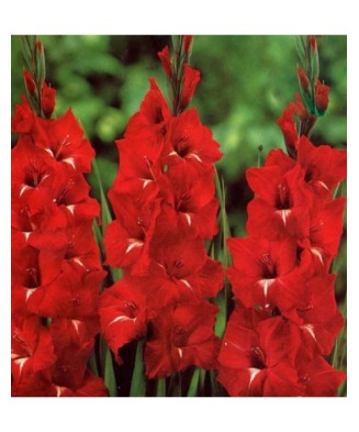 Gladiole Chinon 1 Bulb, Vrac