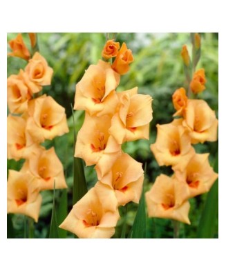 Gladiole Flevo Beach 1 Bulb, Vrac