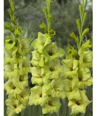 Gladiole Prima Verde 1 Bulb, Vrac