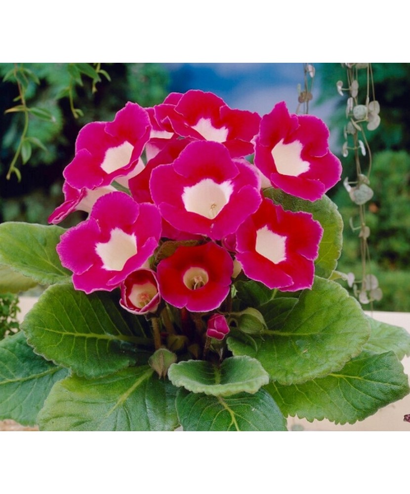 Gloxinia Blanche de Meru 1 Bulb, Vrac