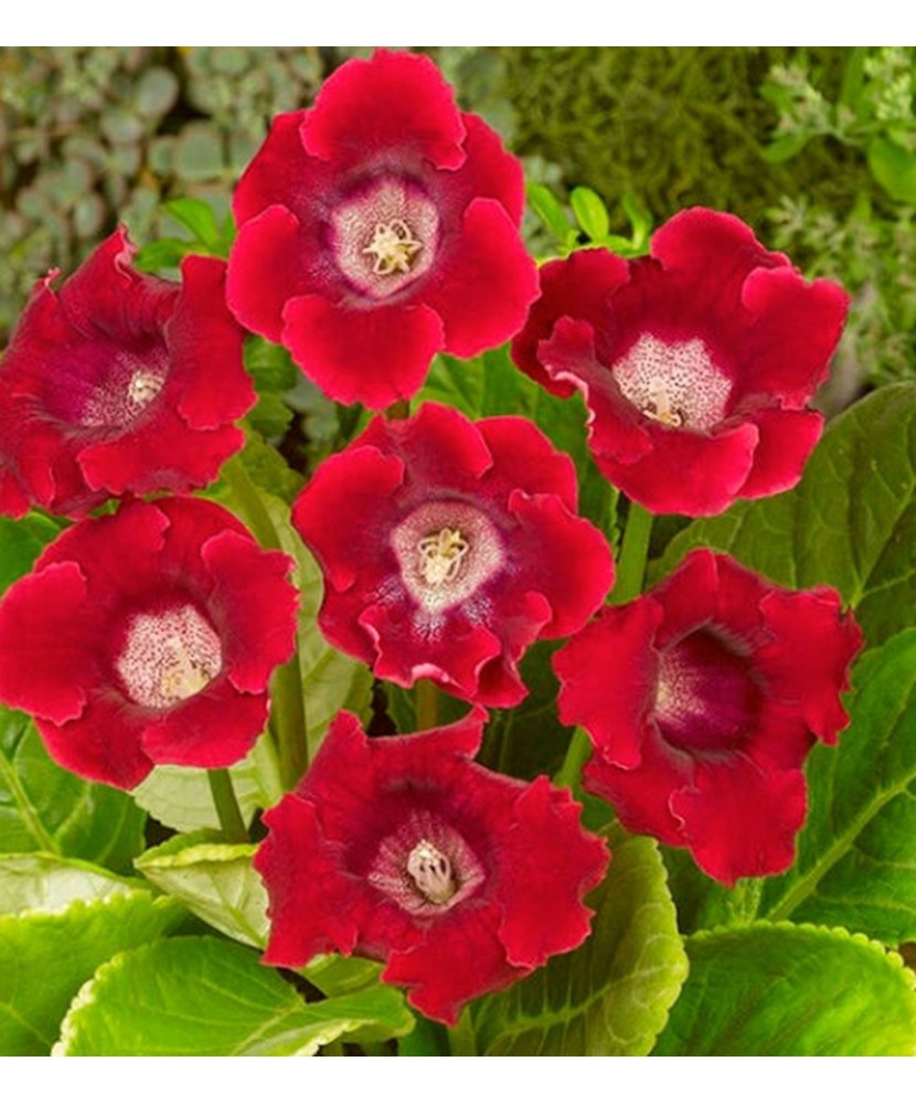 Gloxinia Corina 1 Bulb, Vrac