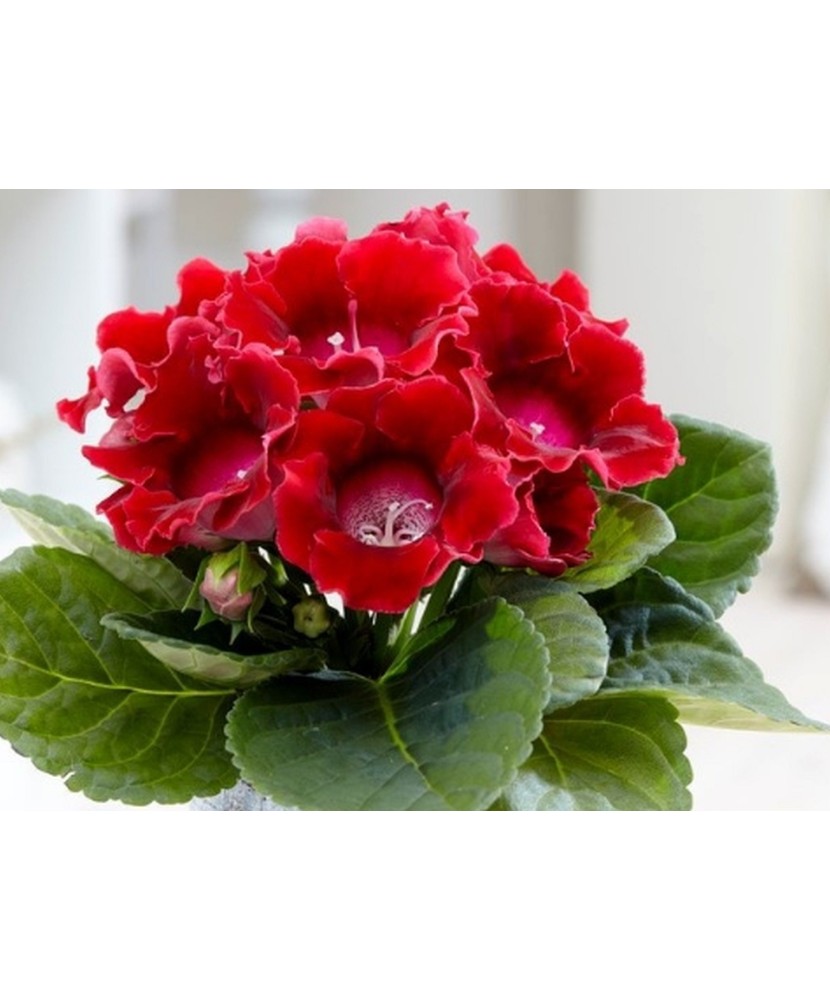 Gloxinia Defiance 1 Bulb, Vrac