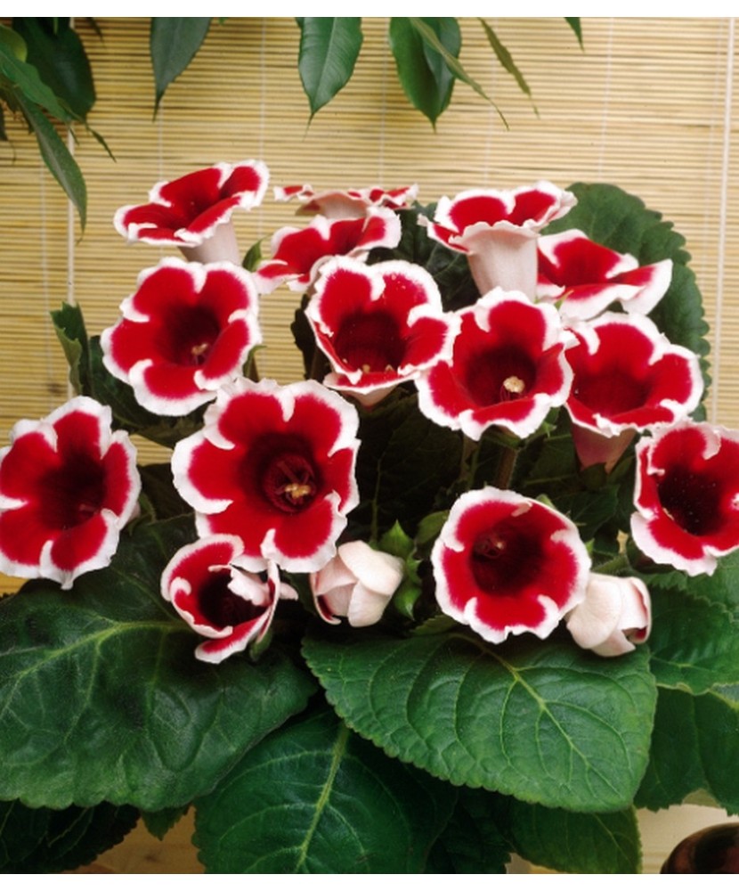 Gloxinia Kaiser Friedrich 1 Bulb, Vrac