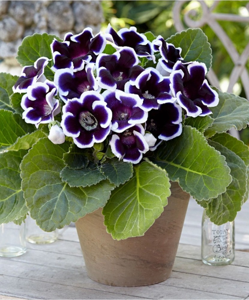 Gloxinia Kaiser Wilhelm 1 Bulb, Vrac