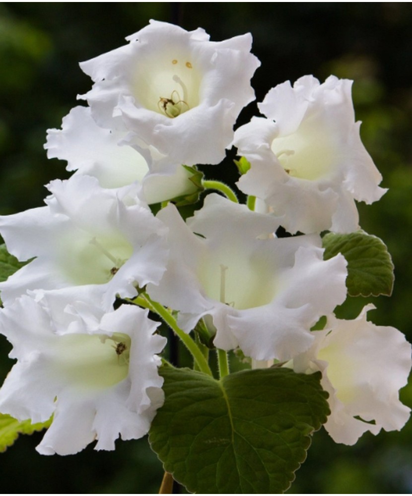 Gloxinia Mont Blanc 1 Bulb, Vrac