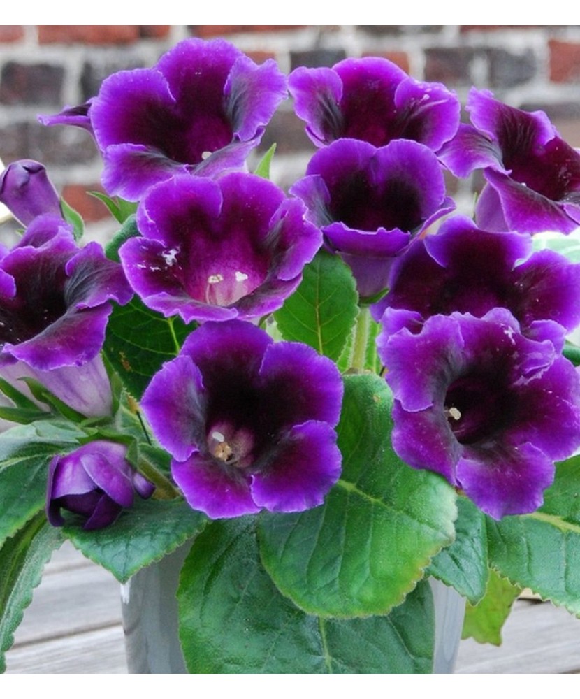 Gloxinia Prins Albert 1 Bulb, Vrac