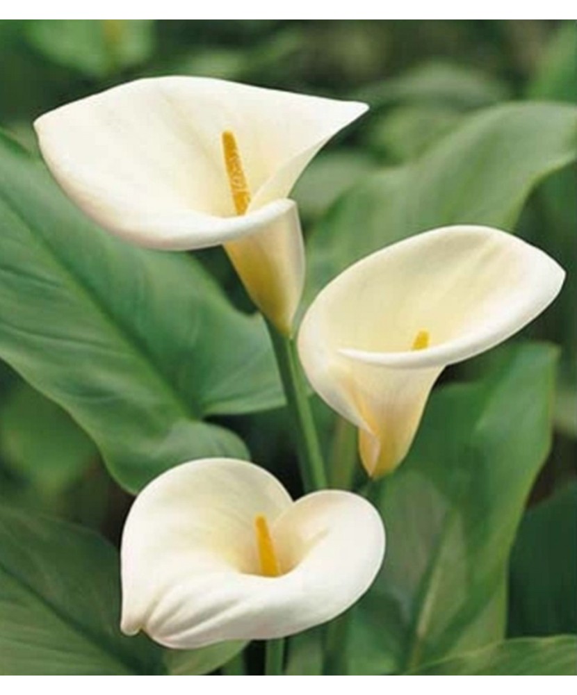 Bulb Zantedeschia (Cala) Aetiopica 1 Bulb, Vrac