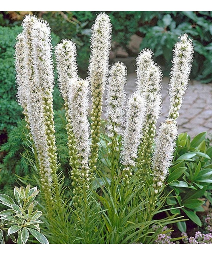 Liatris Floristan Alba 1 Bulb, Vrac