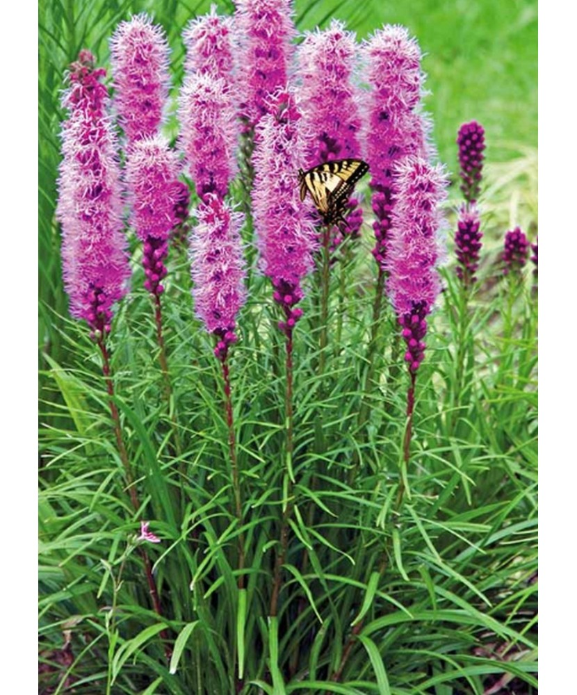 Liatris Spicata 1 Bulb, Vrac