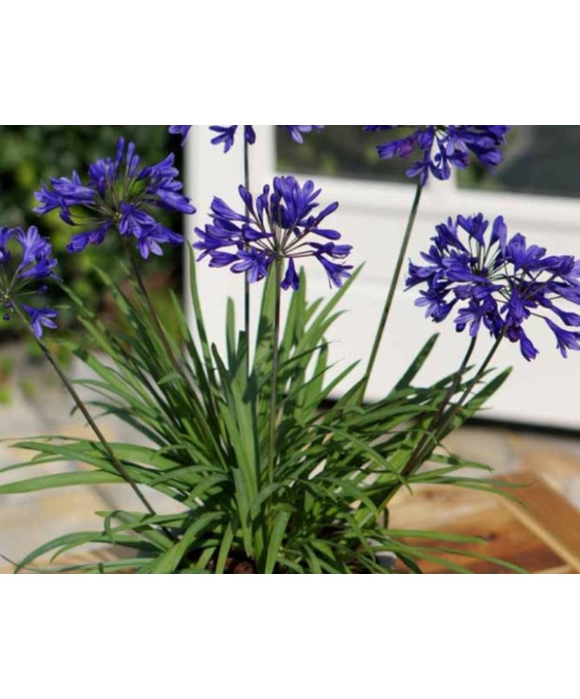 Pachet Agapanthus Albastru x 1 buc I Radacina