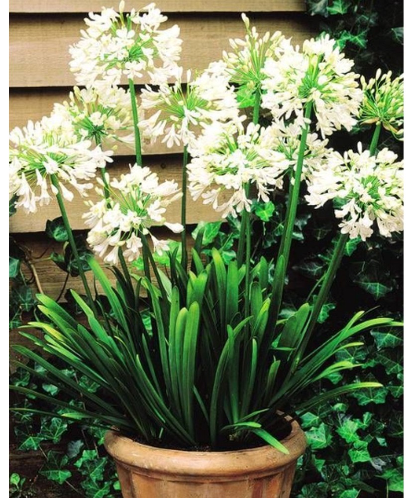 Pachet Agapanthus Alb x 1 buc I Radacina