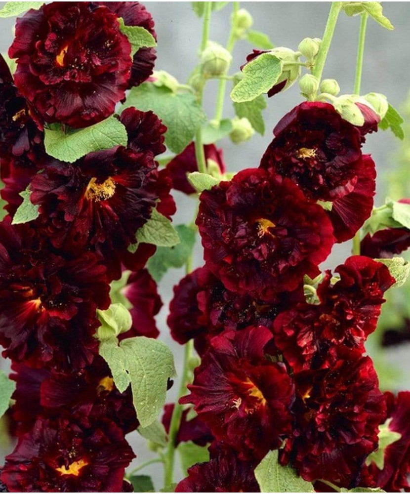 Pachet Alcea Maroon x 1 buc I Radacina